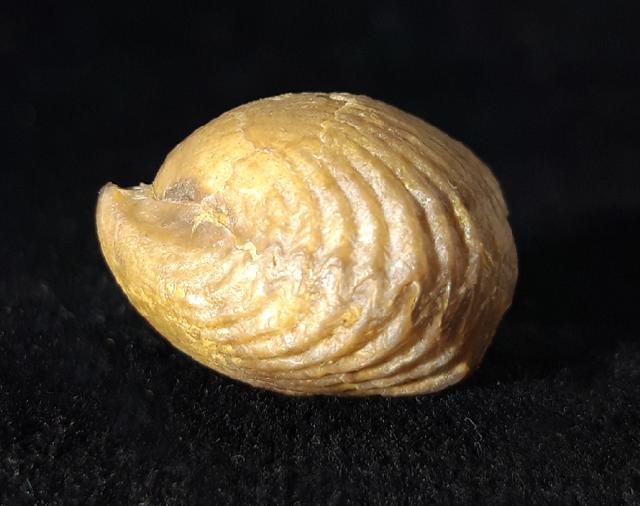 Torquirhynchia royeriana (ORBIGNY 1850) - Bild © FossNet FossilienStore